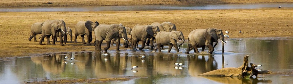 Kudde olifanten steekt een rivier over tijdens groepsrondreis Zambia, Malawi en Tanzania.