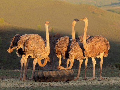 Struisvogels bij een drinkbak in het Zuid-Afrikaanse landschap tijdens de route Zuid-Afrika.