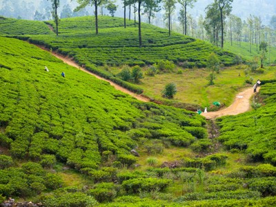 Theeplantage met slingerend pad door groene heuvels in Sri Lanka.