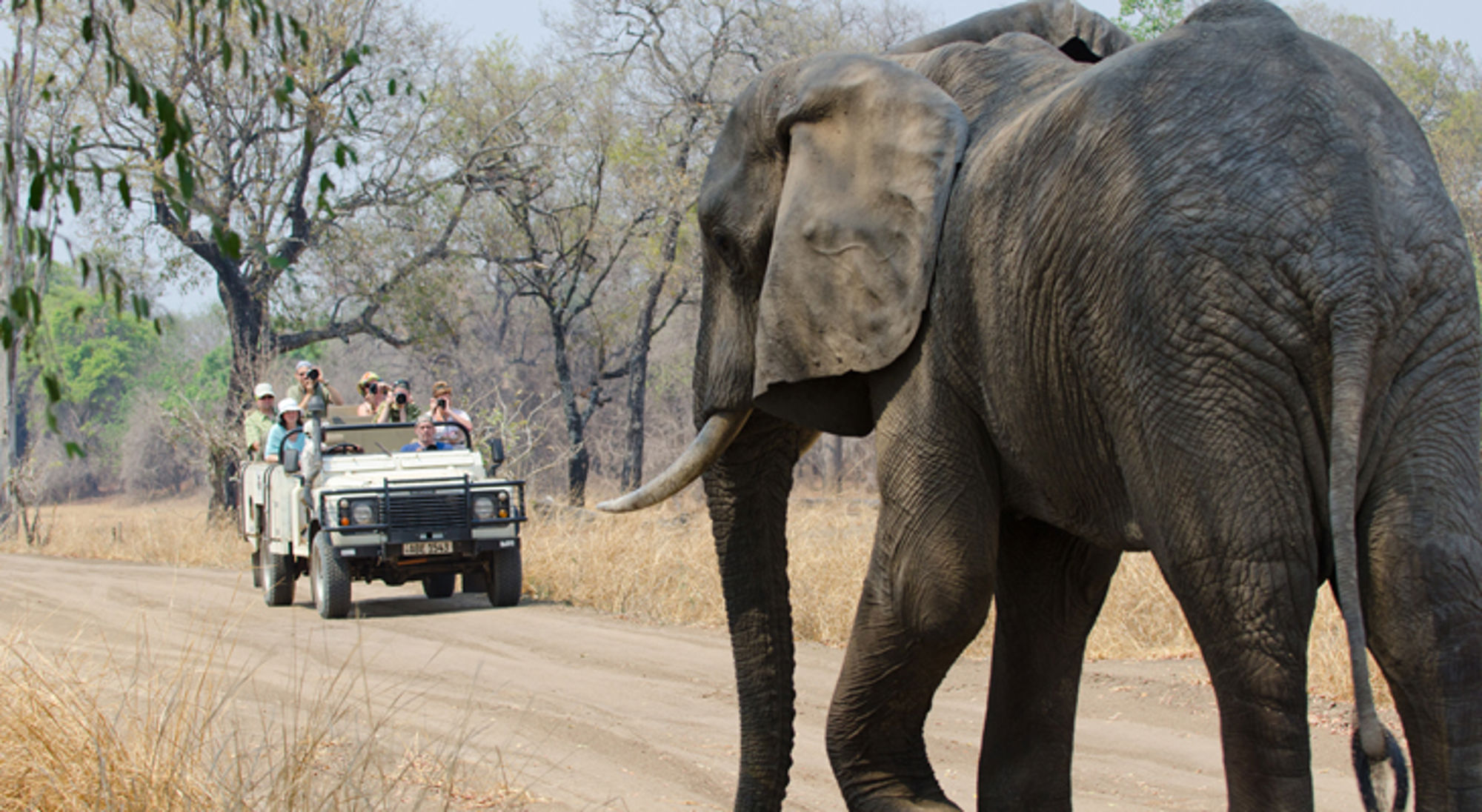 Olifant naast safarijeep met toeristen op onverharde weg in natuurpark.