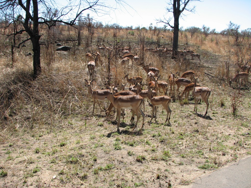 Kudde impala’s in de savanne tijdens een fietsvakantie in Zuid-Afrika.