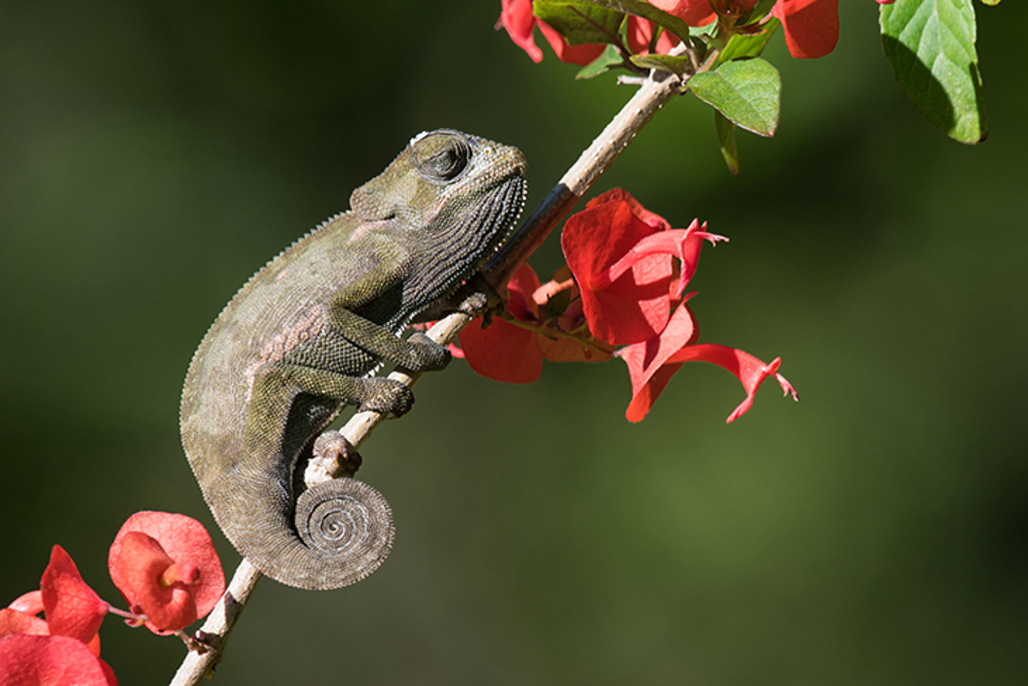 Groene kameleon op een tak met rode bloemen.
