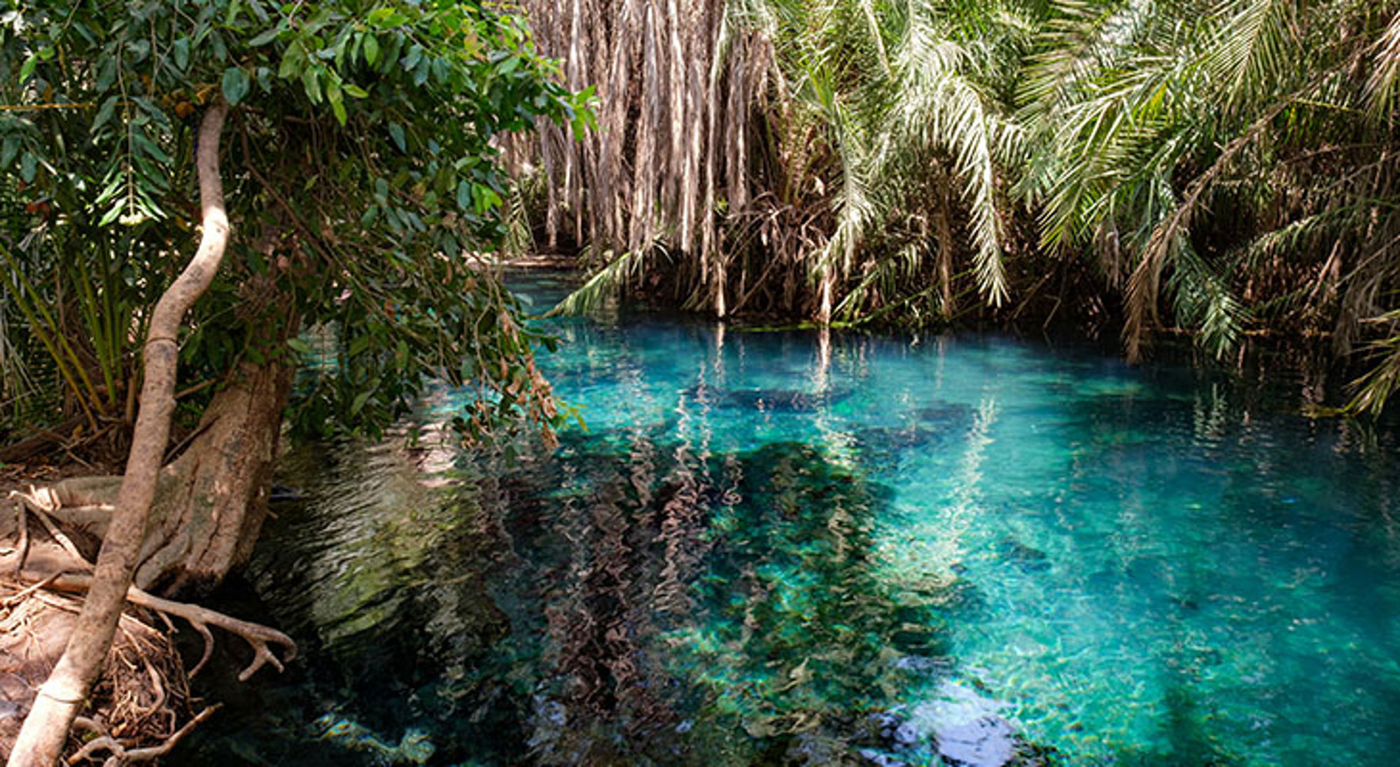Kikuletwa Hot Spring in Tanzania Turquoise zoetwaterbron in Tanzania, omringd door palmbomen en dicht tropisch groen.