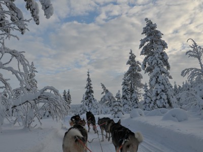 Hondensledetocht door een besneeuwd winterbos tijdens de 12-daagse route Rusland winter.