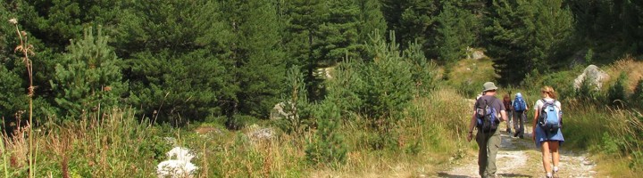 Wandelaars op een bospad in de bergen tijdens een wandelvakantie in Bulgarije.