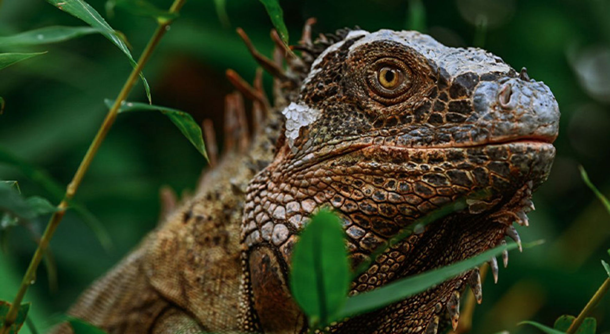 Wildlife Costa Rica Close-up van een leguaan tussen groene bladeren.