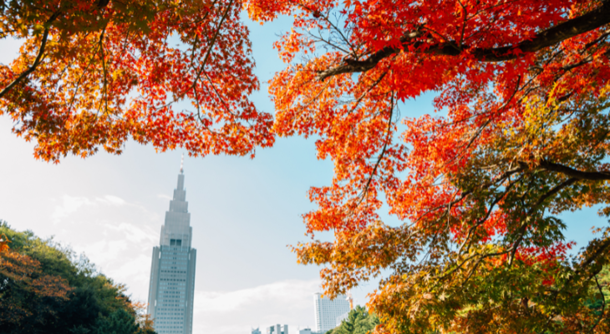 Harajuku - Yoyogi Park Herfstkleuren in Shinjuku Gyoen Park met de NTT Docomo Yoyogi Building op de achtergrond in Tokio.