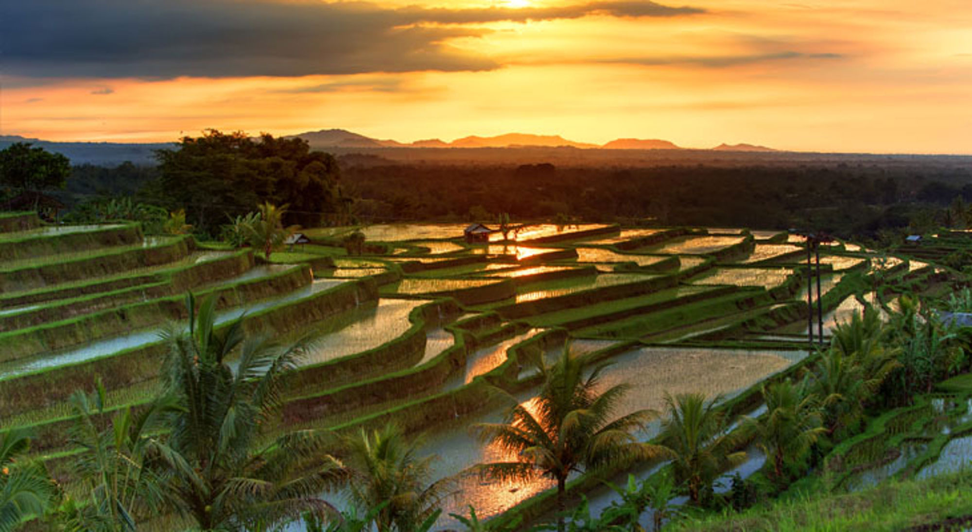 Jatiluwih zonsondergang Indonesië Rijstterrassen op Bali bij zonsondergang, met palmbomen en weerspiegeling in het water.