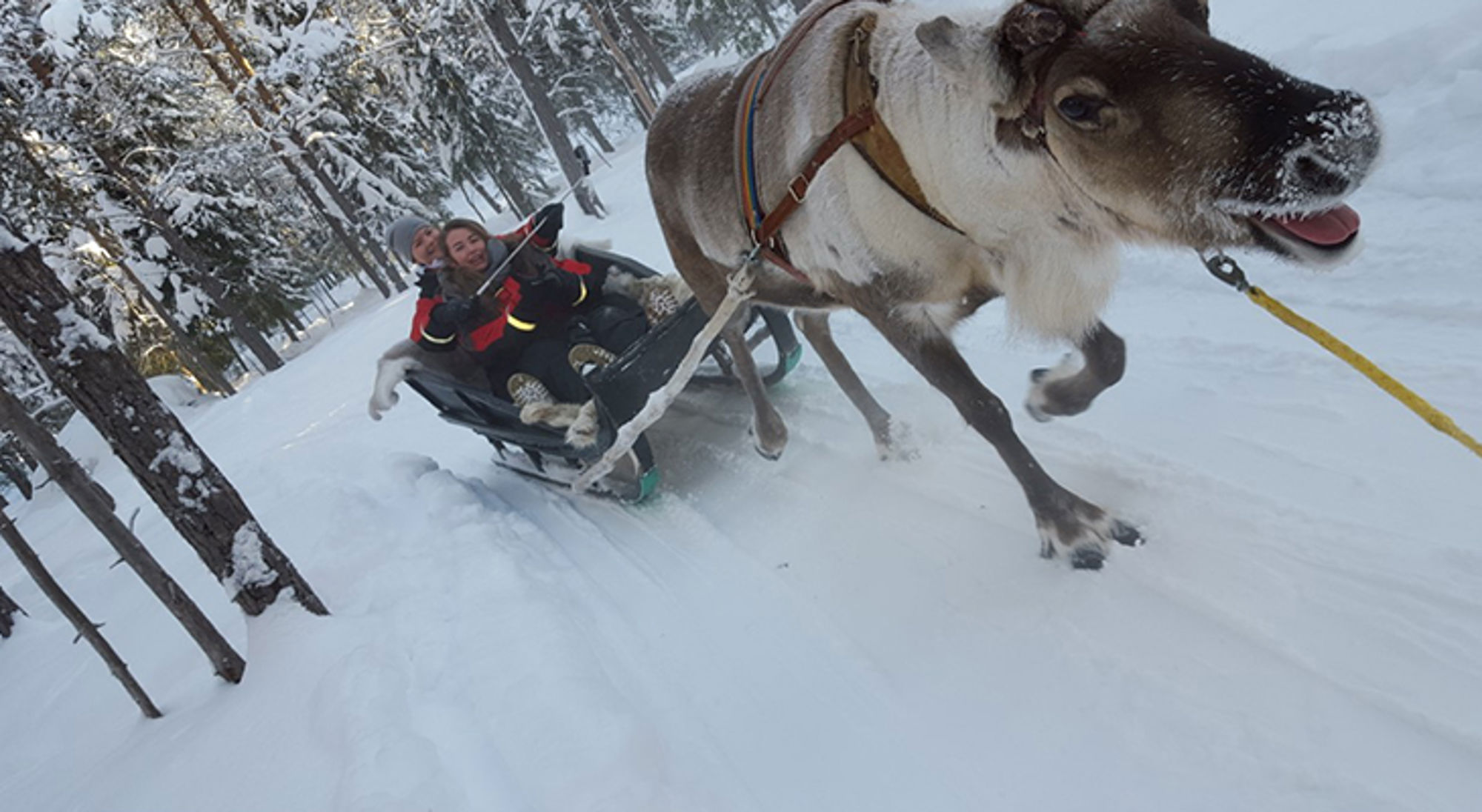 Rendier trekt een slee met twee personen door een besneeuwd bos.