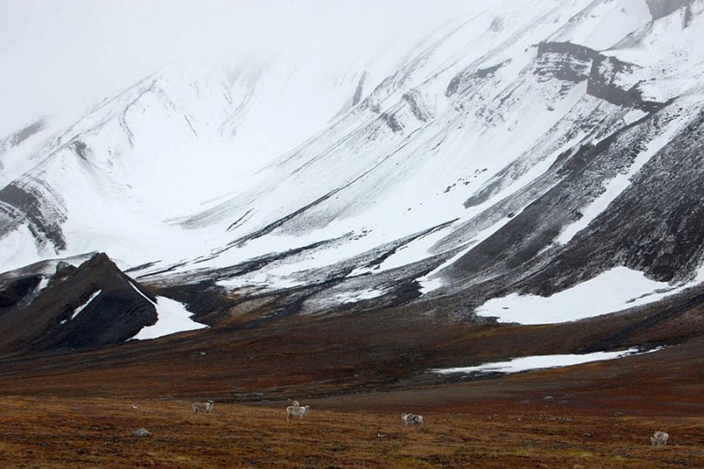 Sneeuwbergen en toendra met rendieren tijdens groepsrondreis bij Spitsbergen.