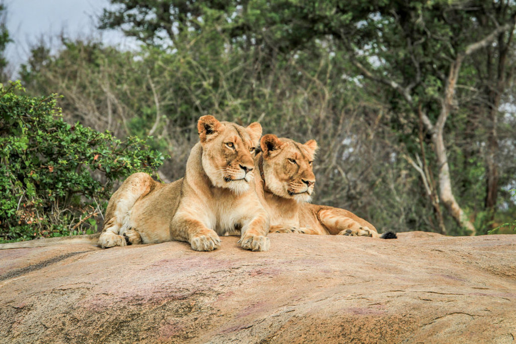 Twee leeuwinnen rusten op een rots in de natuur tijdens een groepsrondreis Noordelijk Zuid-Afrika en eSwatini.
