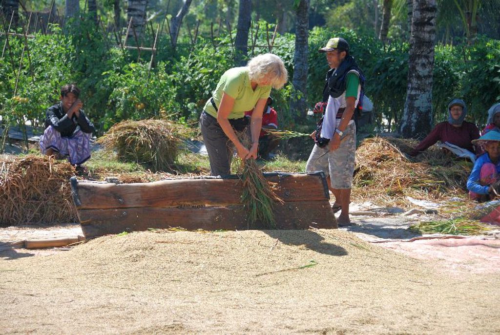 Reiziger helpt bij het oogsten en drogen van rijst op een rijstveld tijdens groepsrondreis Java, Bali en Lombok.