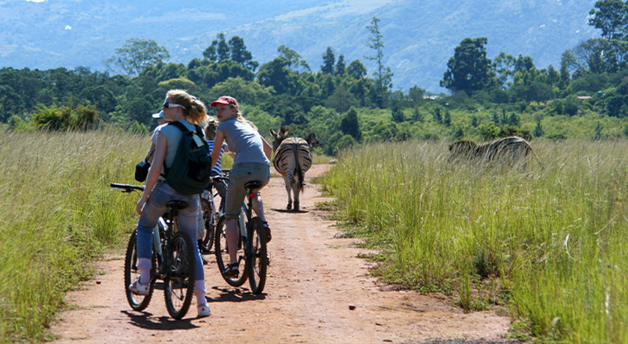 Mlilwane Swaziland Fietsers op een zandpad door de savanne, met zebra’s op de route en bergen op de achtergrond.