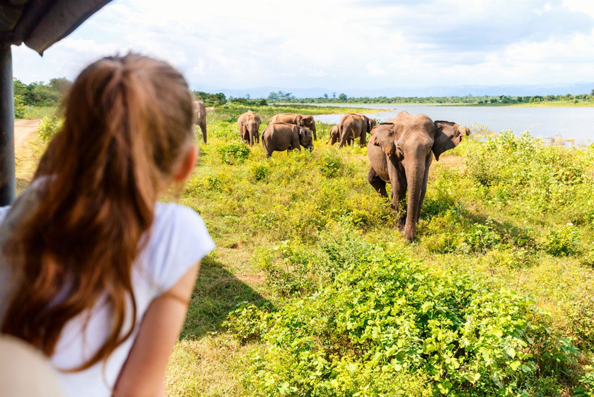 Kudde wilde olifanten in Sri Lanka, gezien vanaf een safarijeep bij een meer.