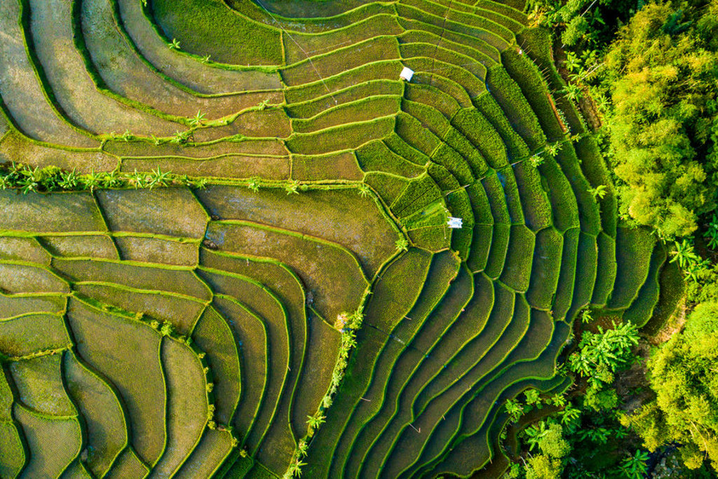 Groene rijstterrassen op Bali, Indonesië, gezien van boven.