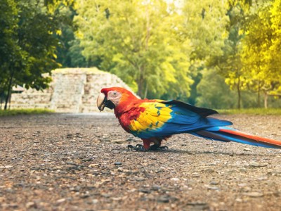 Rood-blauw-gele ara op een pad bij Maya-ruïnes tijdens de route Guatemala, El Salvador en Honduras.