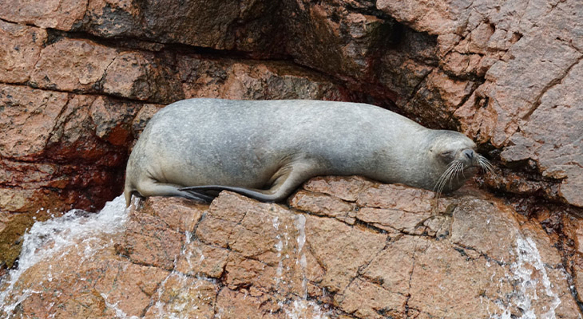 Islas Ballestas Zeeleeuw rust op rotsen langs de kust.