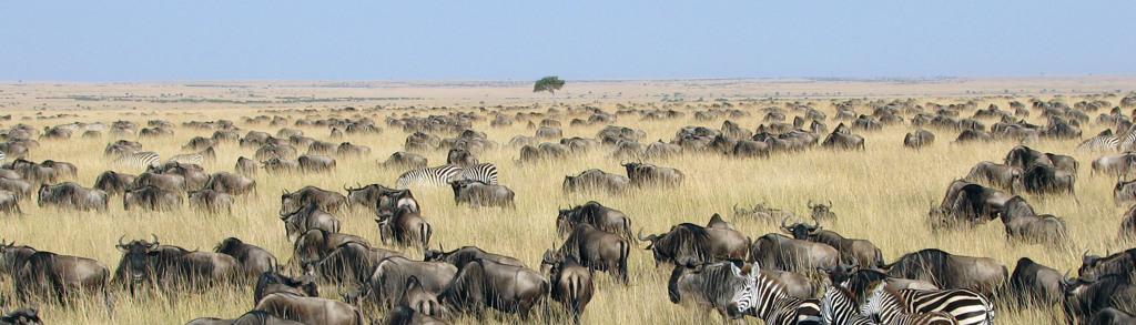 Gnoes en zebra’s op de savanne in Kenia tijdens Familiereis Kenia Comfort.