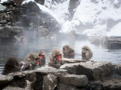 Japanse makaken in een warmwaterbron tussen sneeuw en rotsen in Jigokudani Monkey Park, Japan.