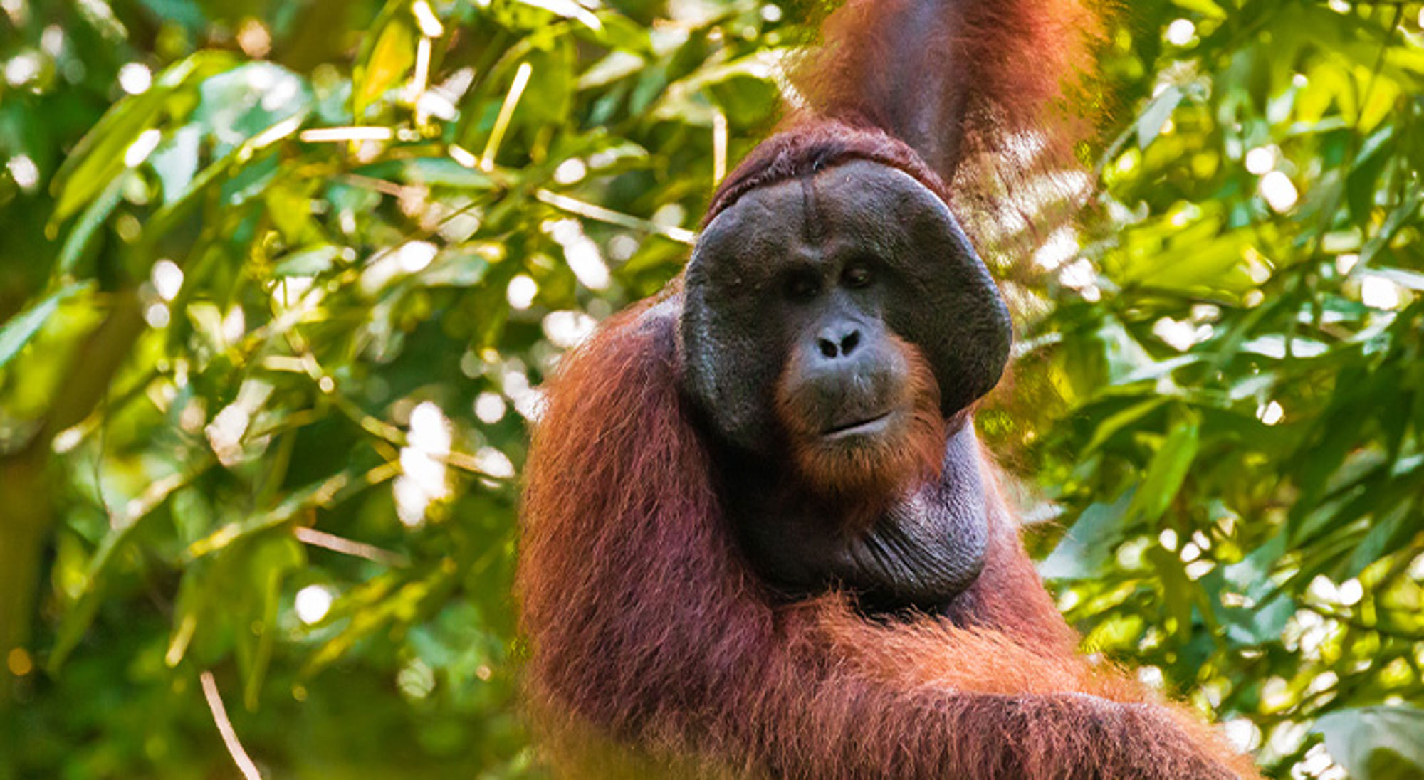 Maleisisch Borneo Orang-oetan in het regenwoud, zittend tussen groen bladerdek.