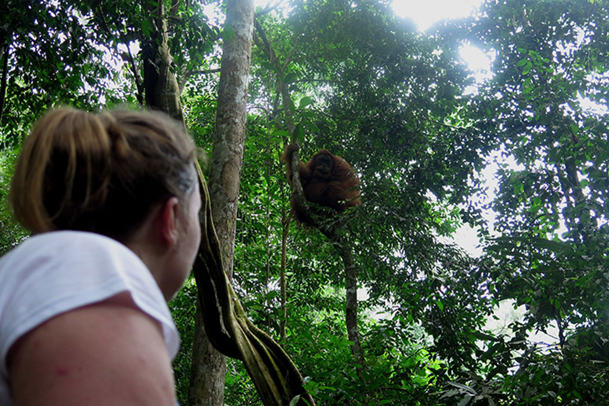 Orang oetang in boom op Sumatra Bezoeker kijkt naar een orang-oetan hoog in de bomen in het regenwoud.