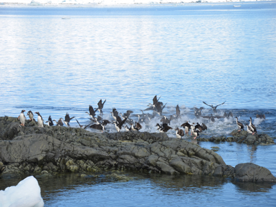 Pinguïns en aalscholvers op rotsige kust in Antarctica, met opspattend water bij het instappen.