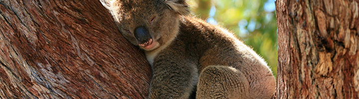 Slapende koala in een boom, inspiratie voor bijzondere overnachtingsplekken op je bucketlist.