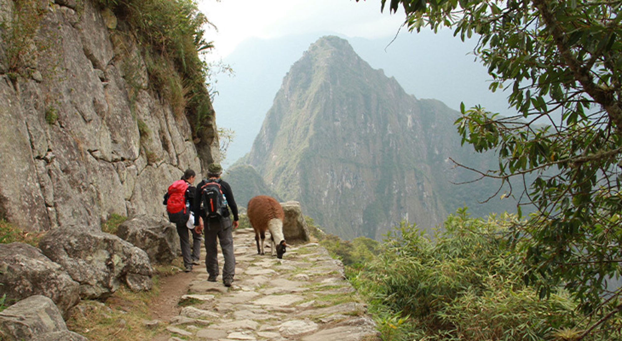 Inca Trail Peru Wandelaars op een bergpad met een lama, met Machu Picchu op de achtergrond.