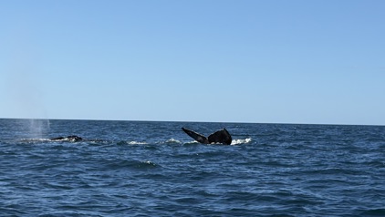 Walvisstaart boven de oceaan bij Costa Rica tijdens een boottocht.