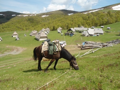 Pakpaard graast op een bergweide bij houten herdershutten langs de Route Balkan.