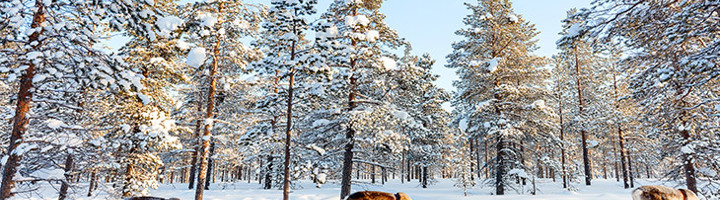 Rendieren met sledes in een besneeuwd dennenbos in Lapland.
