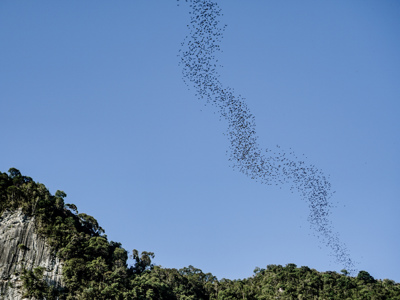 Zwerm vleermuizen boven de kalksteenheuvels van Gunung Mulu National Park op Maleisisch Borneo.