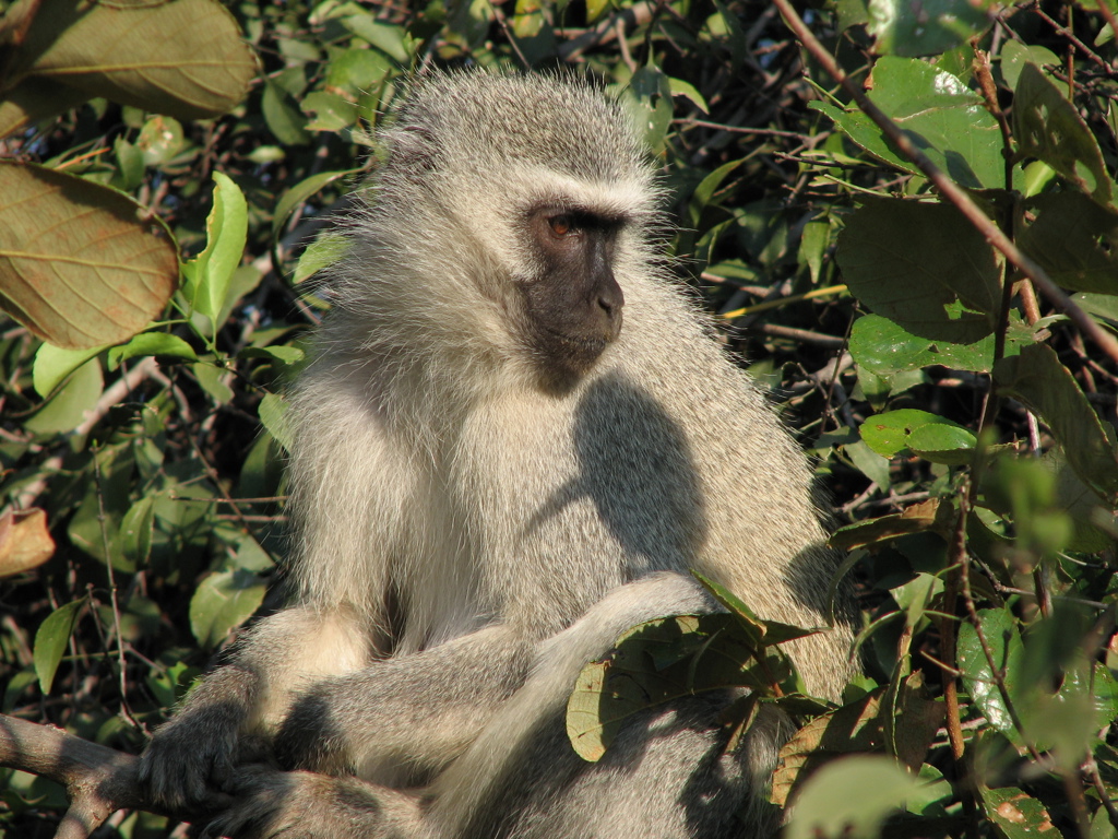 Vervet aap in het groen tijdens een fietsvakantie in Zuid-Afrika.