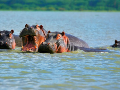 Nijlpaarden in het water tijdens de route Kenia en Tanzania.