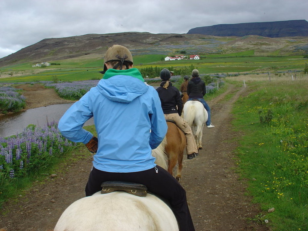 Ruiters te paard op een landweg door het groene IJslandse landschap tijdens een groepsrondreis IJsland.
