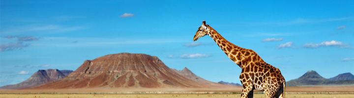 Giraffe in savannelandschap met bergen onder blauwe lucht, passend bij wandelvakanties Afrika.