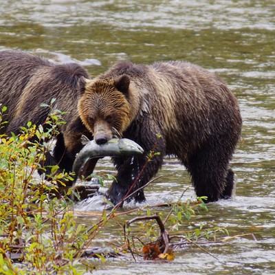Bruine beer vangt een zalm in een rivier in West-Canada tijdens een groepsrondreis.