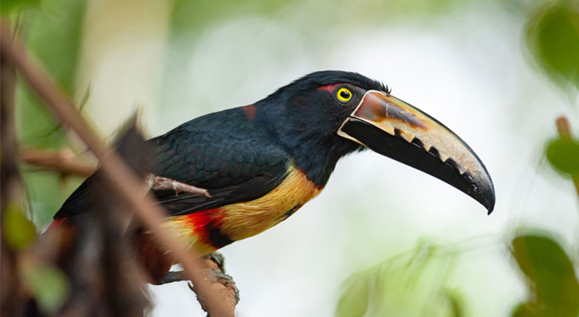 Collared Aracari Costa Rica Zwartkeeltoco met grote snavel op een tak in het regenwoud van Costa Rica.