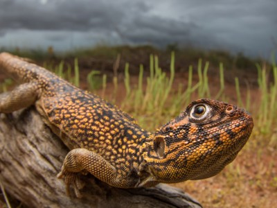 Close-up van een Australische hagedis op een boomstam langs de Route West Australië, 25 dagen.