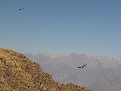 Condors zweven boven de Colca Canyon in Peru, met de Andes op de achtergrond.