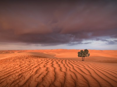 Zandduinen in de Omaanse woestijn bij zonsondergang, met een eenzame boom onder dreigende wolken.