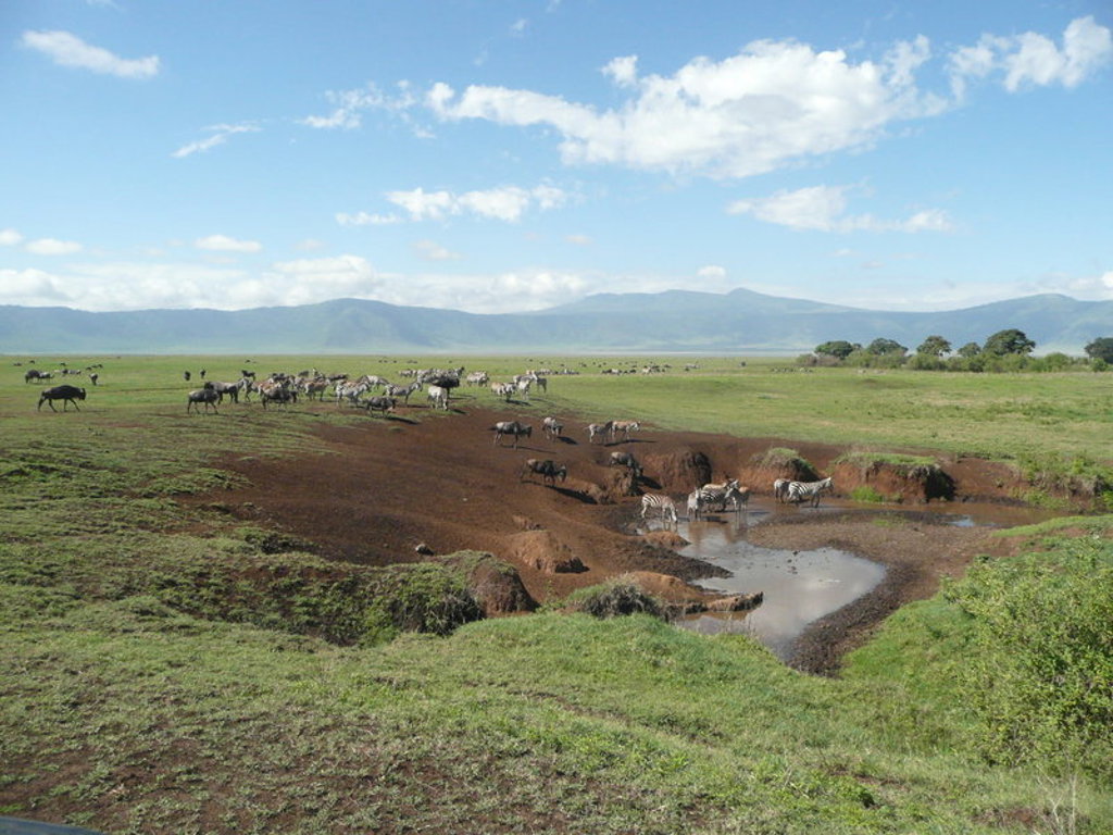 Zebra’s en gnoes bij een drinkplaats op de savanne in Kenia, met bergen op de achtergrond.