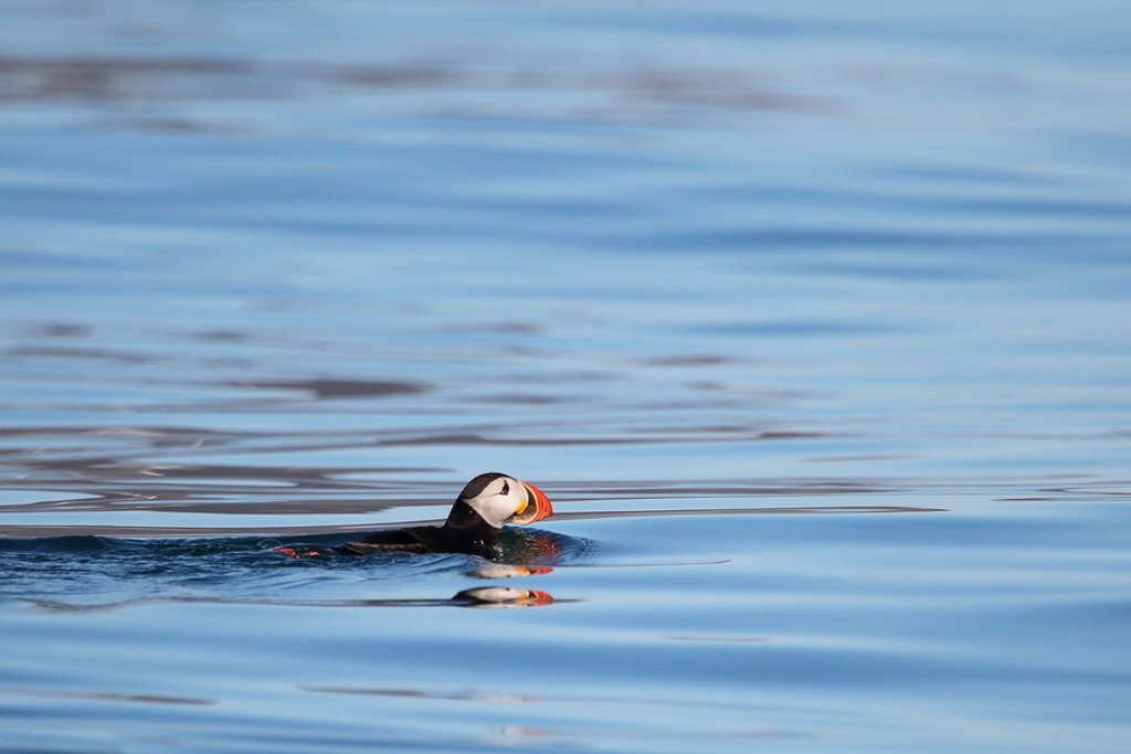 Papegaaiduiker zwemt op rustige zee bij Spitsbergen.