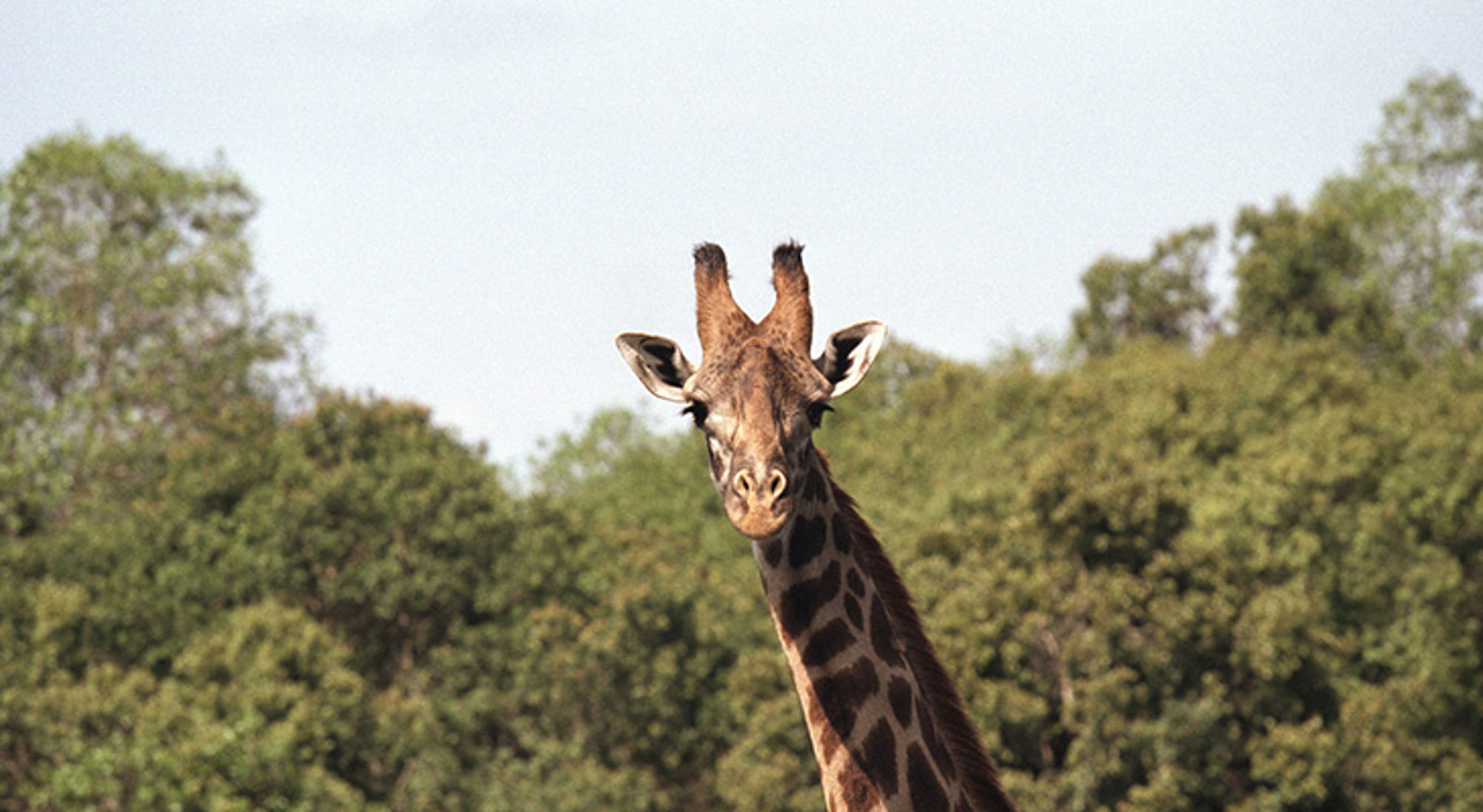 Giraffe in Aberdare National Park Giraffe in Kenia, met groene bomen op de achtergrond.