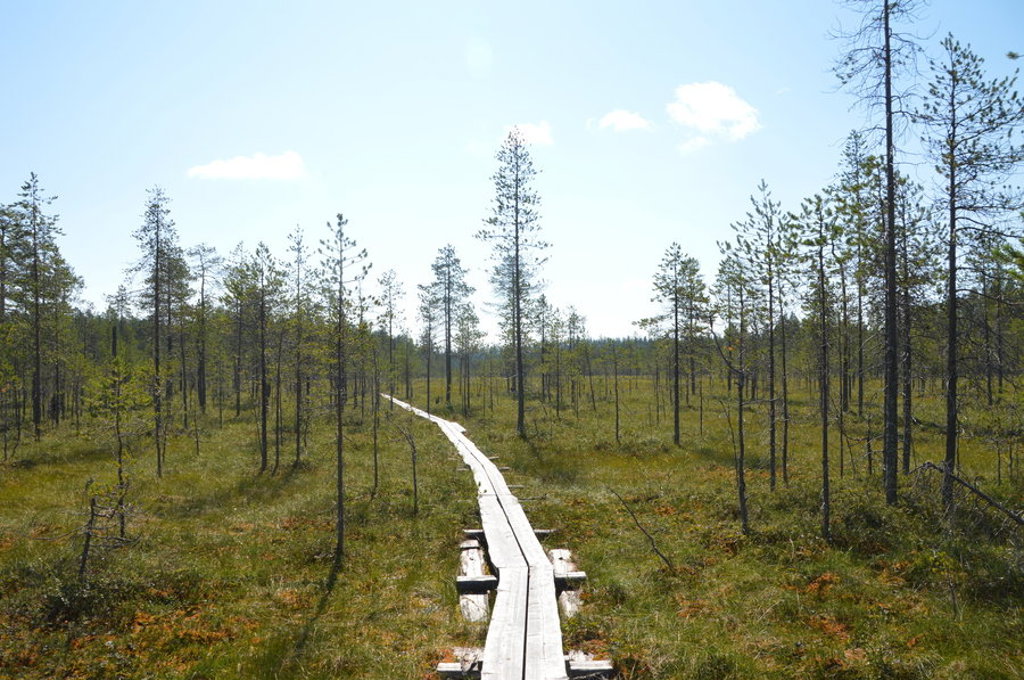 Houten vlonderpad door een moerasachtig dennenbos in Lapland, Finland, tijdens een zomerse groepsrondreis.
