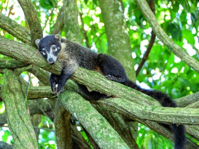 Neusbeer rust op een boomtak in het regenwoud van Costa Rica.