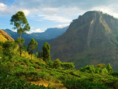 Groene theeplantage met berglandschap in de heuvels van Sri Lanka langs de route Sri Lanka.