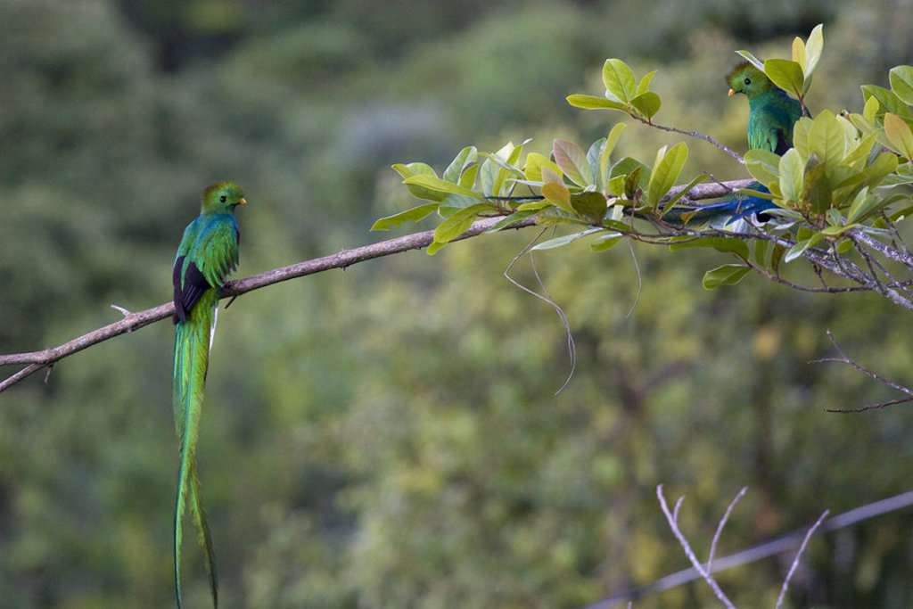 Groene quetzals op een tak in het nevelwoud tijdens groepsrondreis Trans-Midden-Amerika.