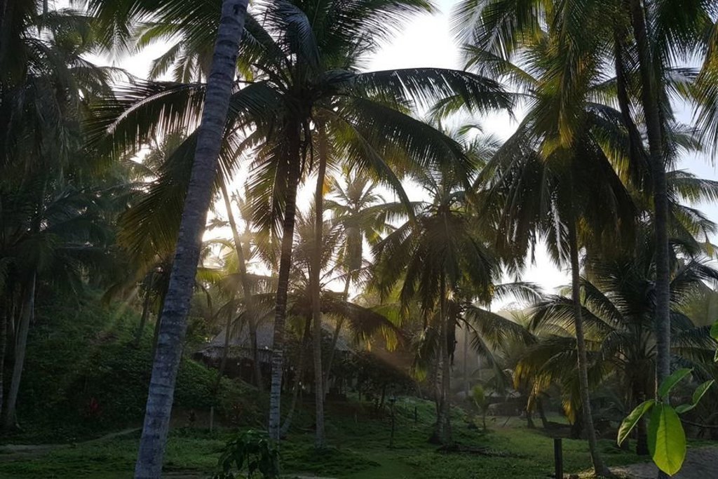 Hangmatten tussen palmbomen op een Caribisch strand in Colombia tijdens een groepsrondreis.