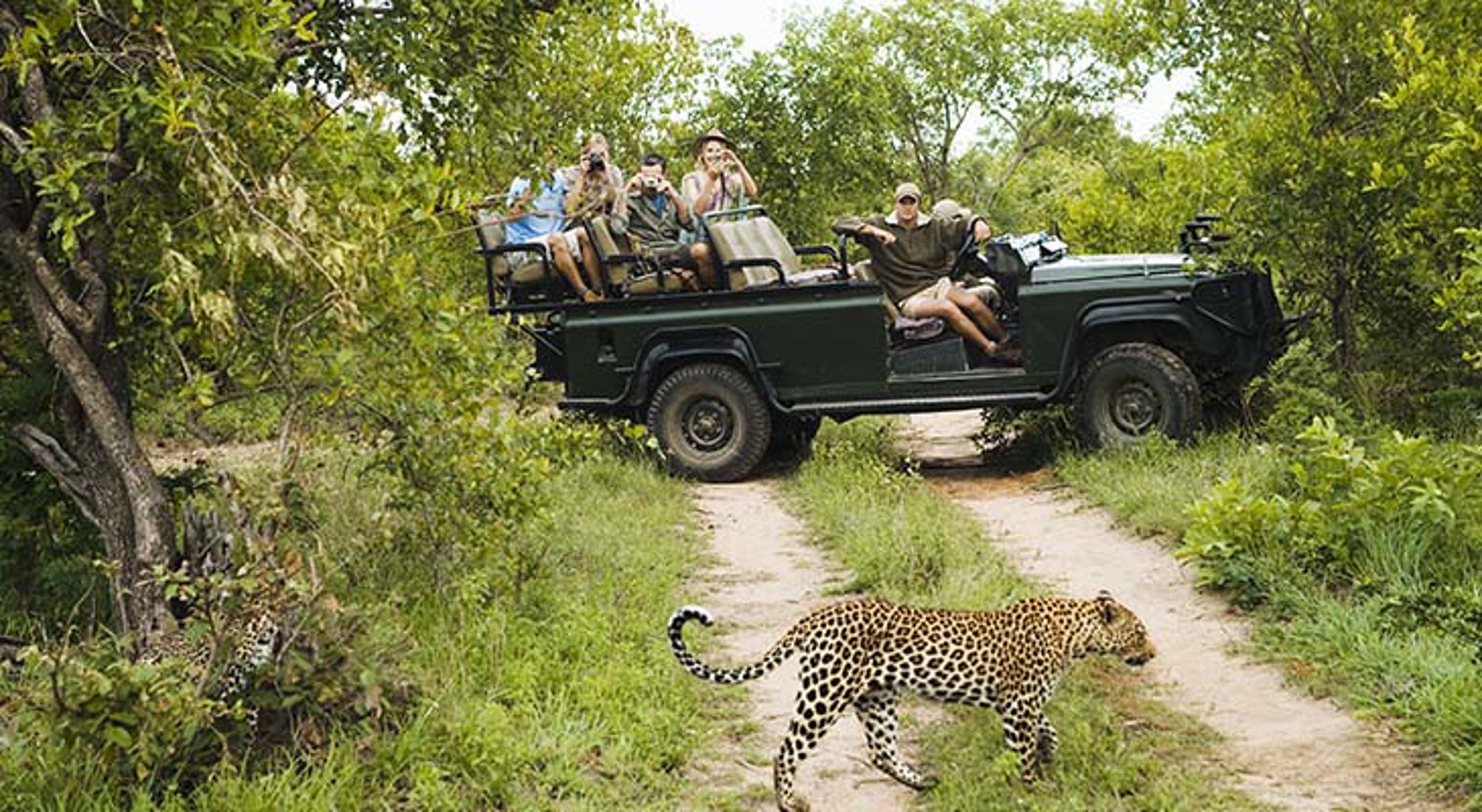 Game drive in Krugerpark Kudde olifanten in de savanne van Zuid-Afrika.